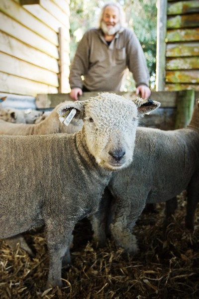 Babydoll sheep introduced to reduce emissions at Yealands Estate